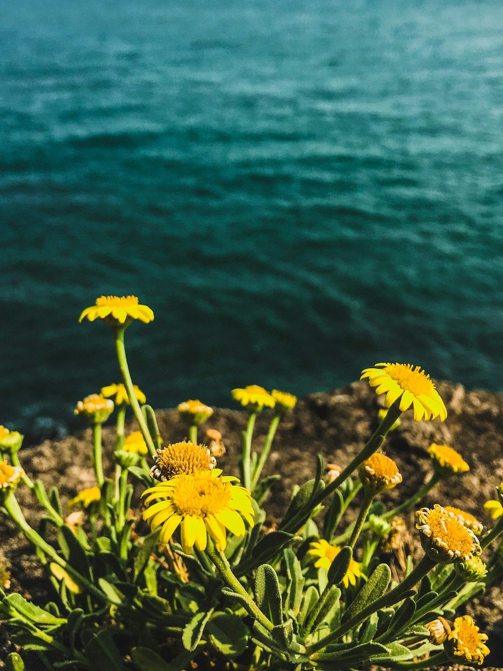 yellow flowers near body of water during daytime