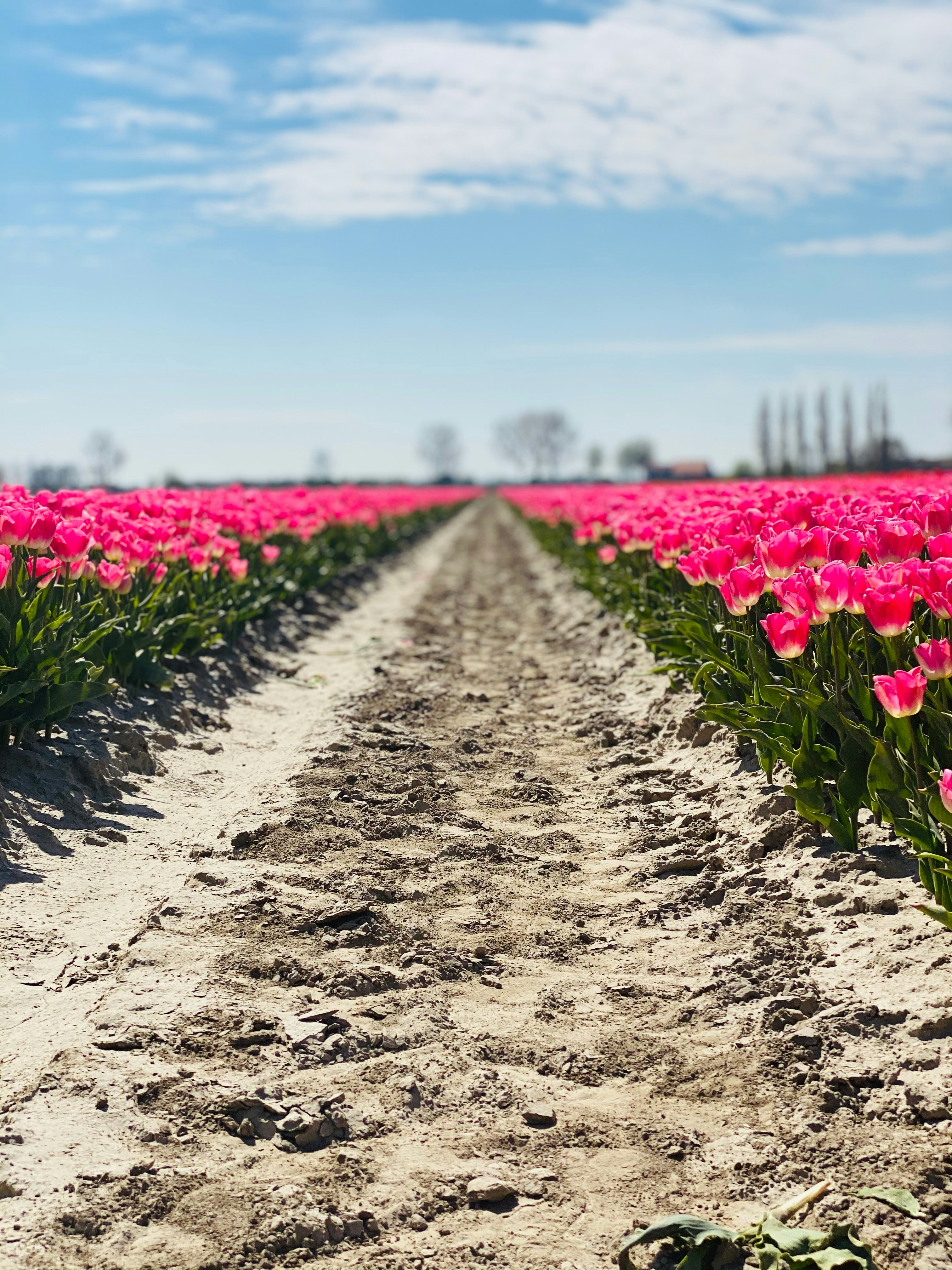 pink tulips field during daytime