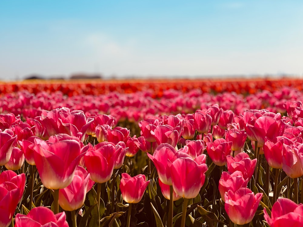 Champ de tulipes pourpres pendant la journée