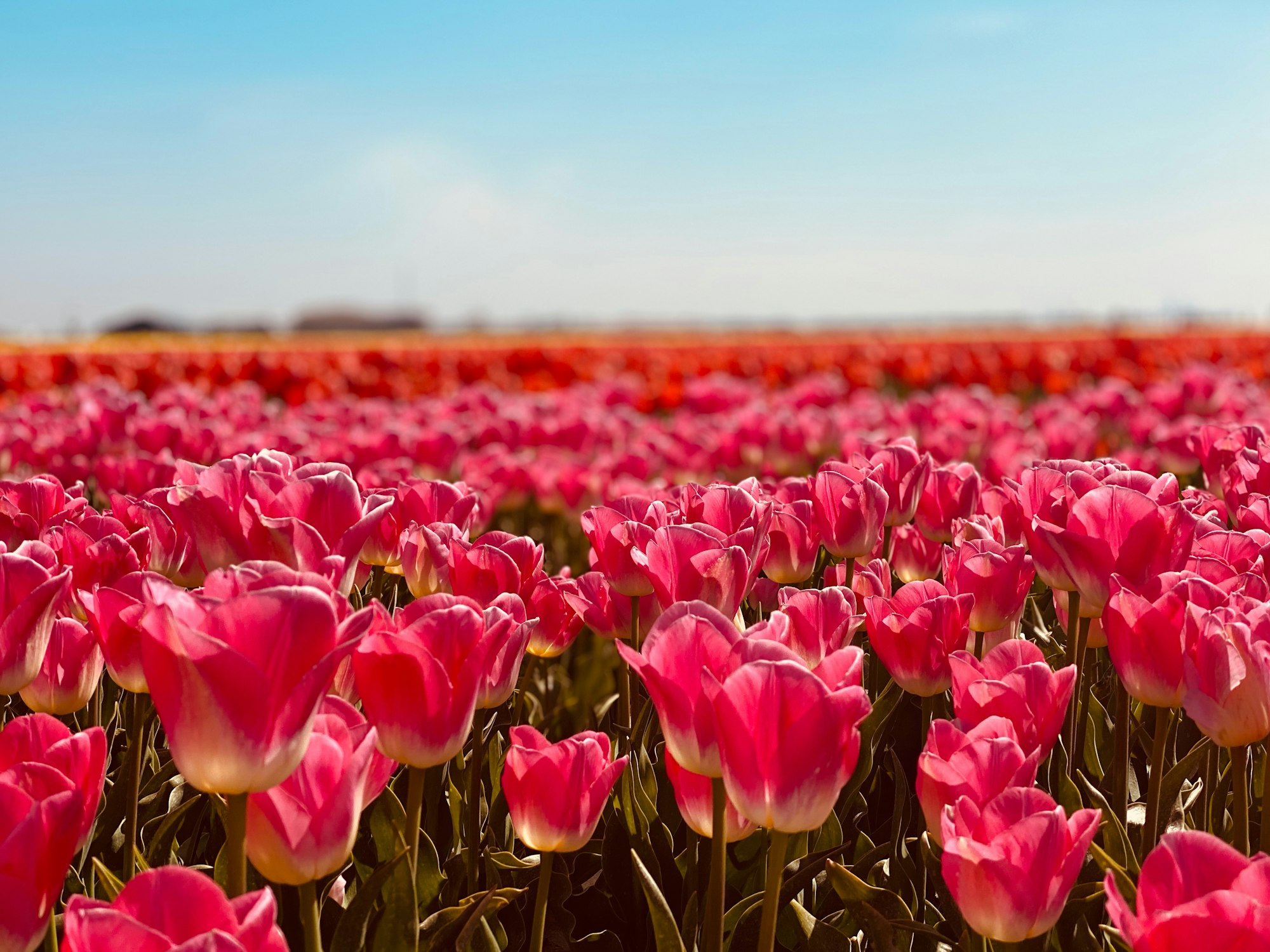 purple tulips field during daytime