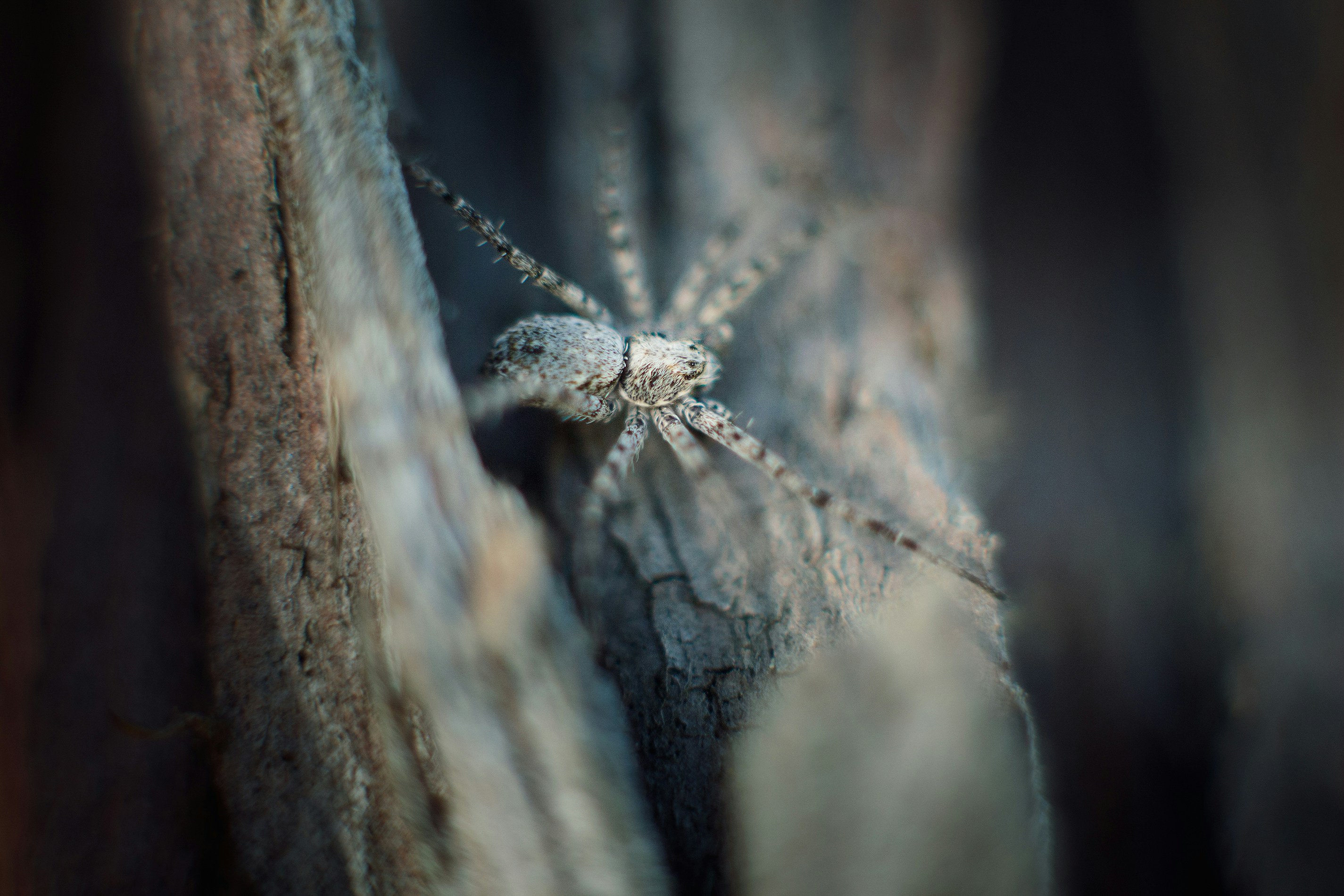 Photo by mickydoodle