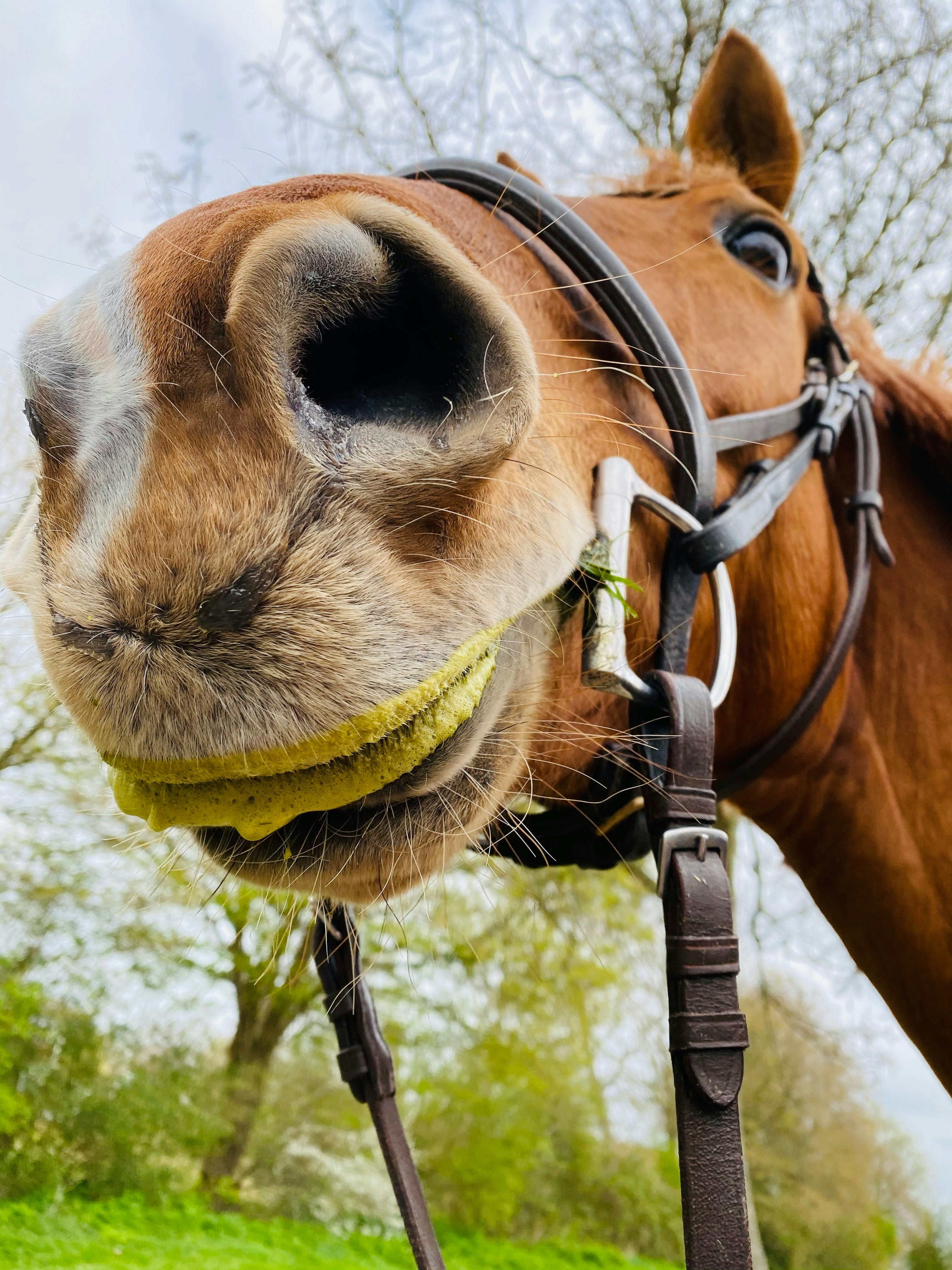 Funny Horse Pictures | Download Free Images on Unsplash