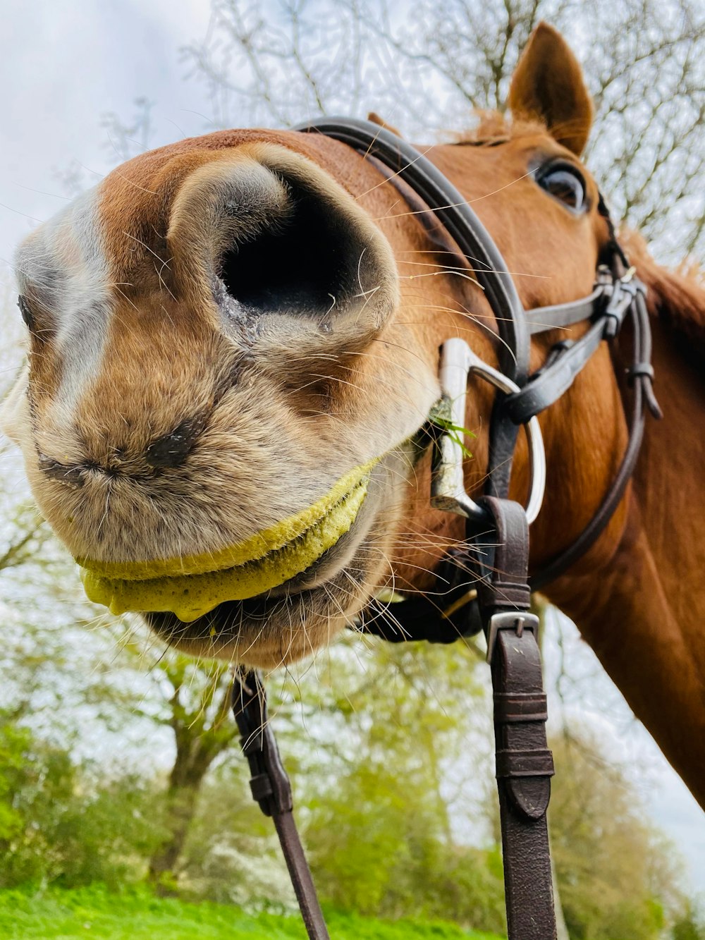 Funny Horse Pictures | Download Free Images on Unsplash