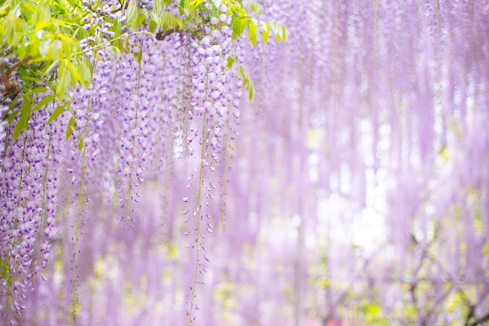 purple flowers in forest during daytime