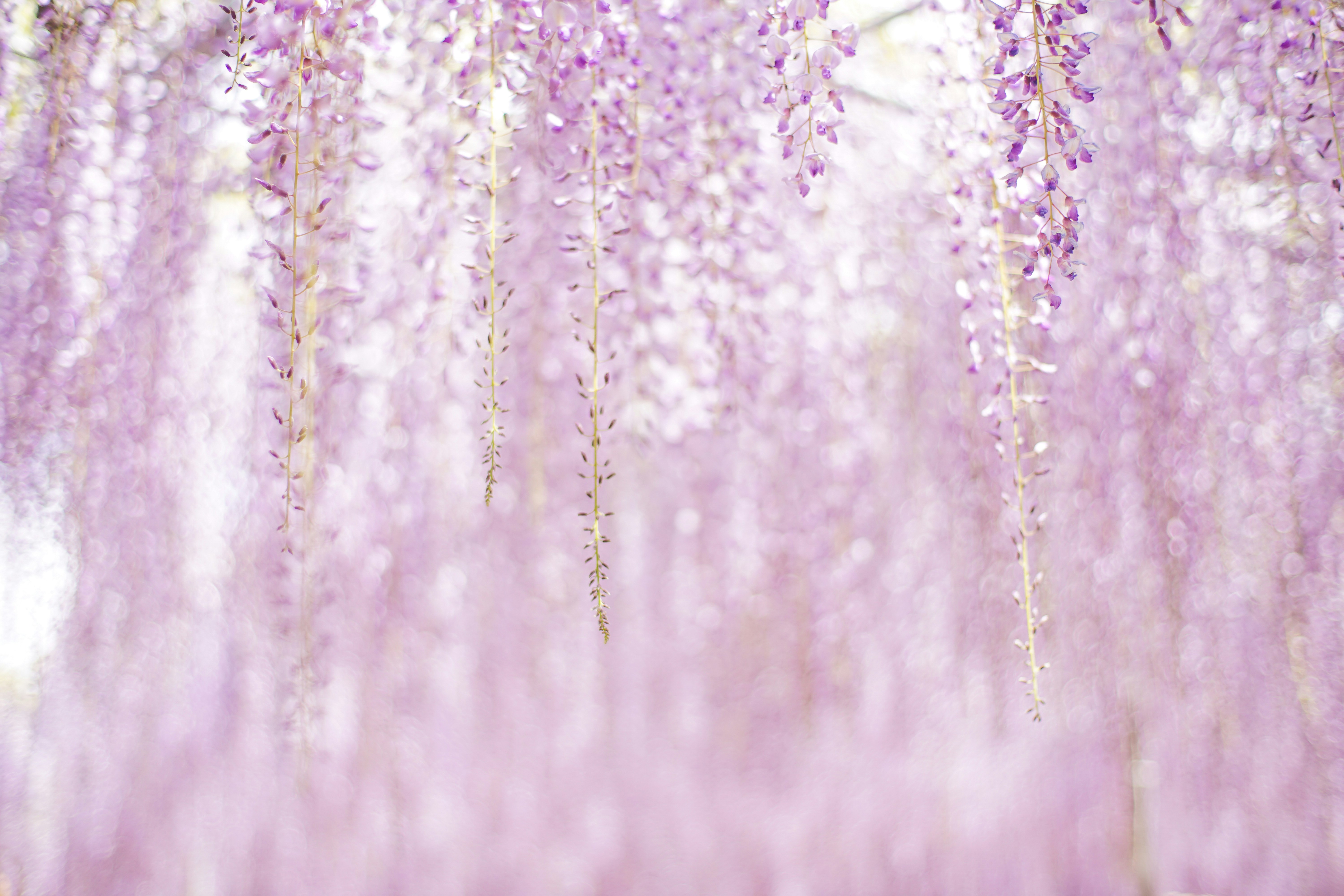 1000+ Wisteria Pictures | Download Free Images on Unsplash