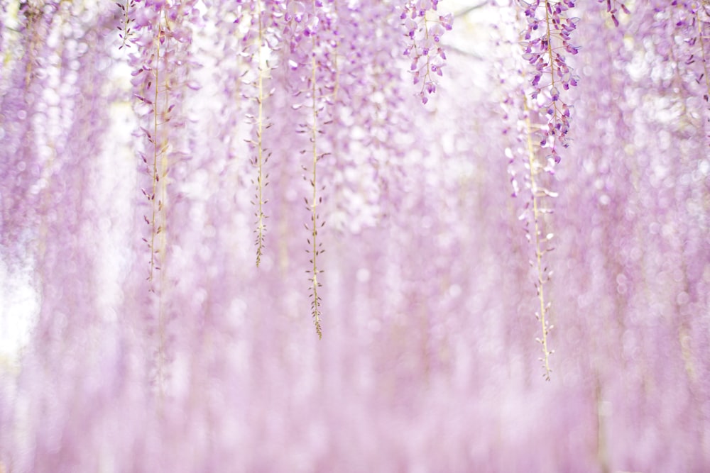 purple flowers in tilt shift lens