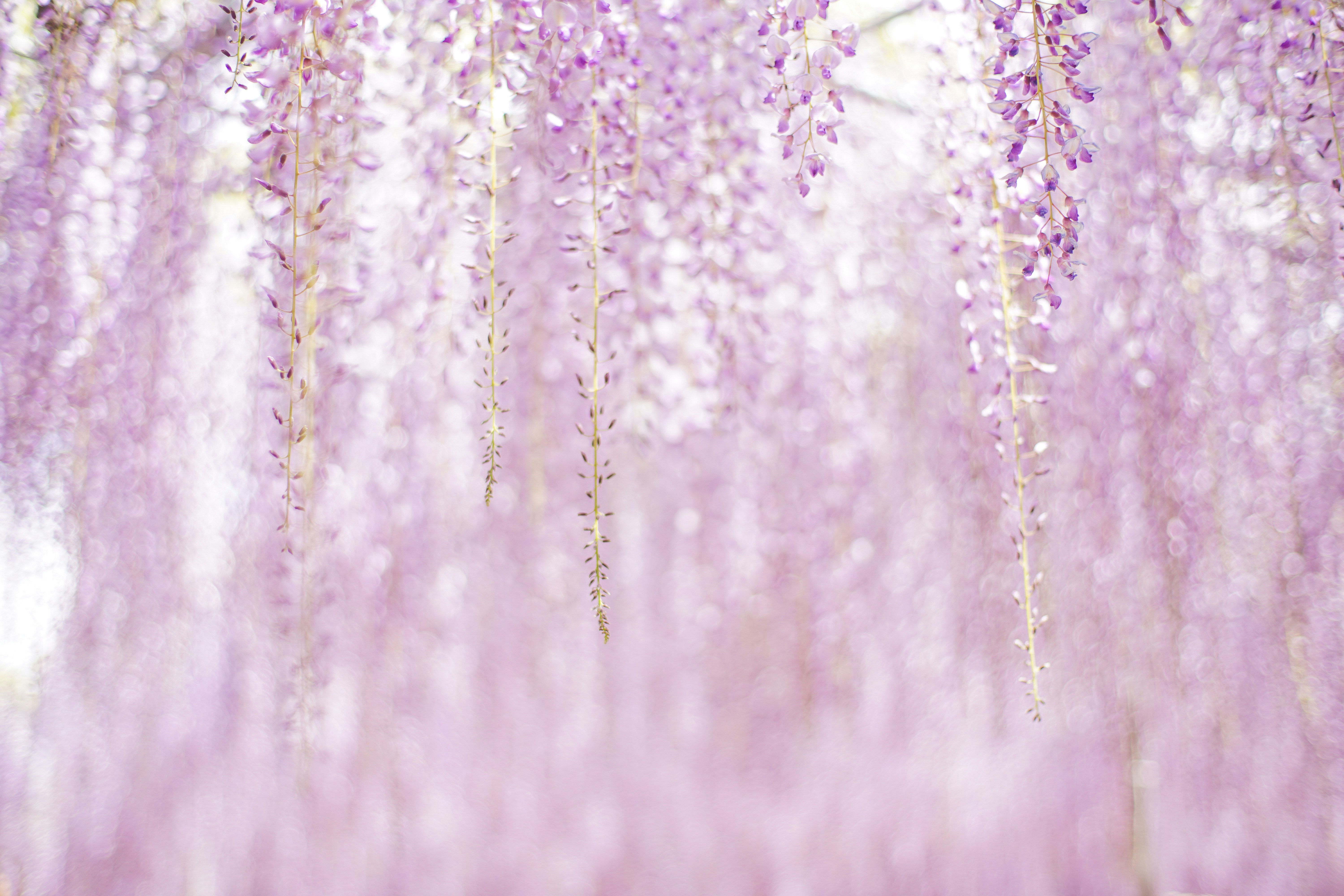 purple flowers in tilt shift lens