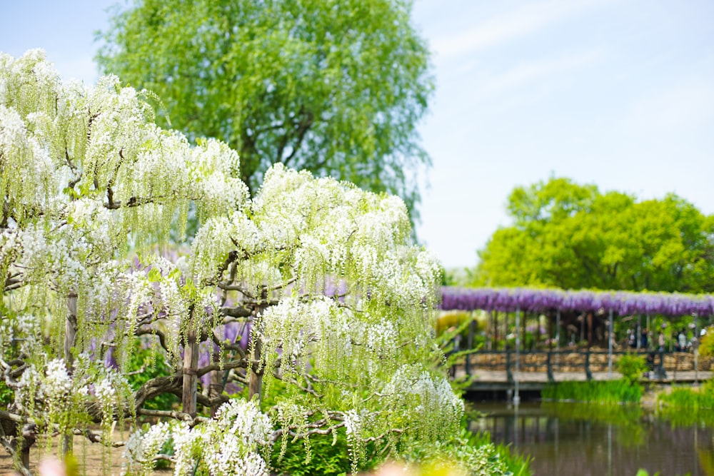 green and purple flowers near body of water during daytime