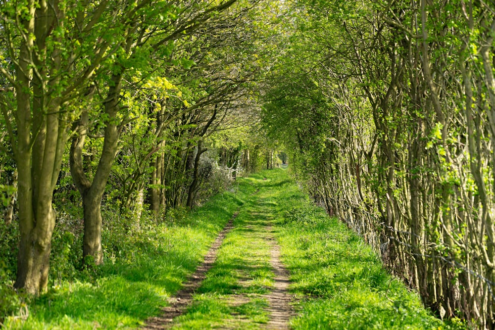 green grass pathway between green trees during daytime