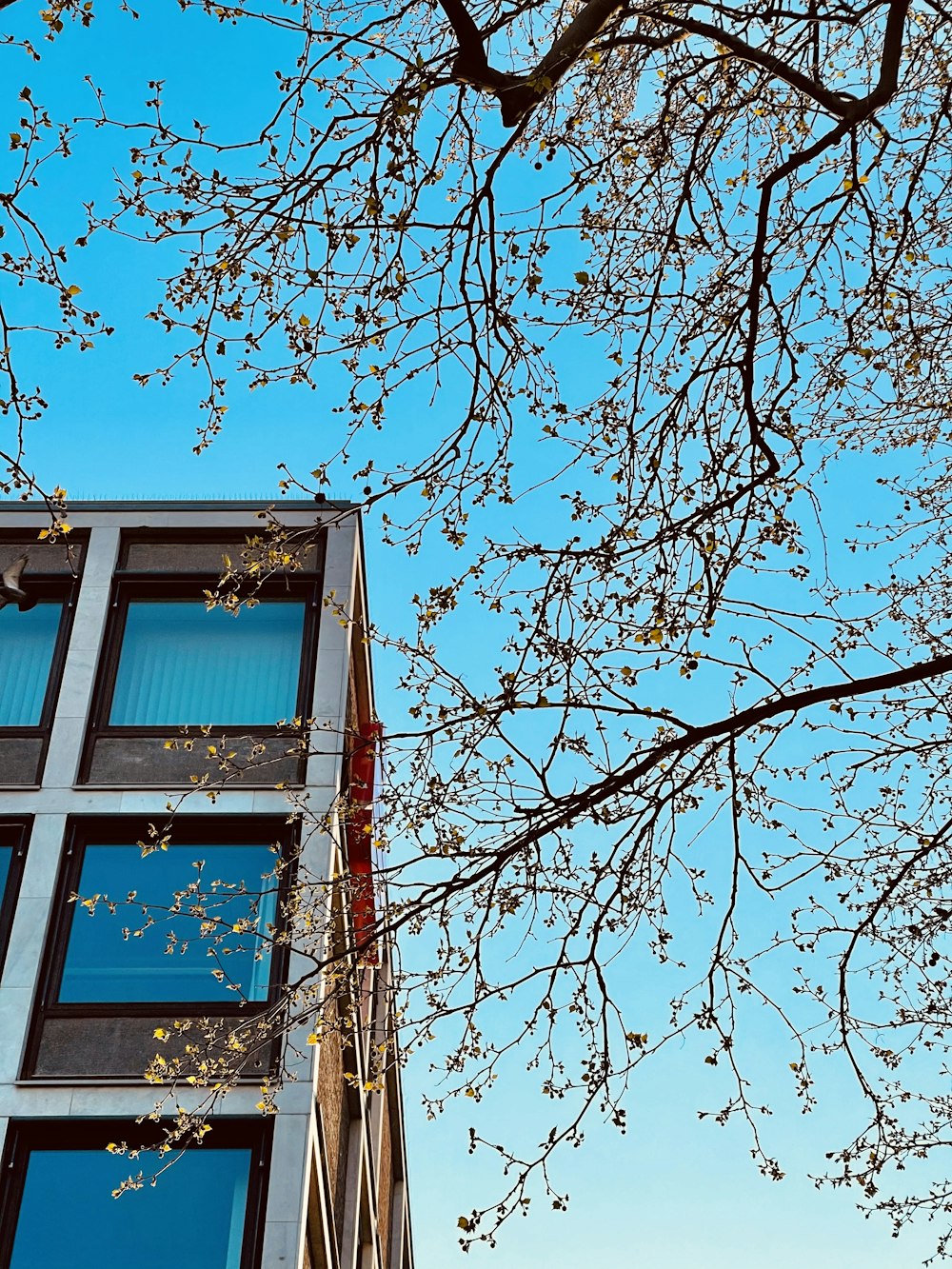 brown bare tree near blue wooden window