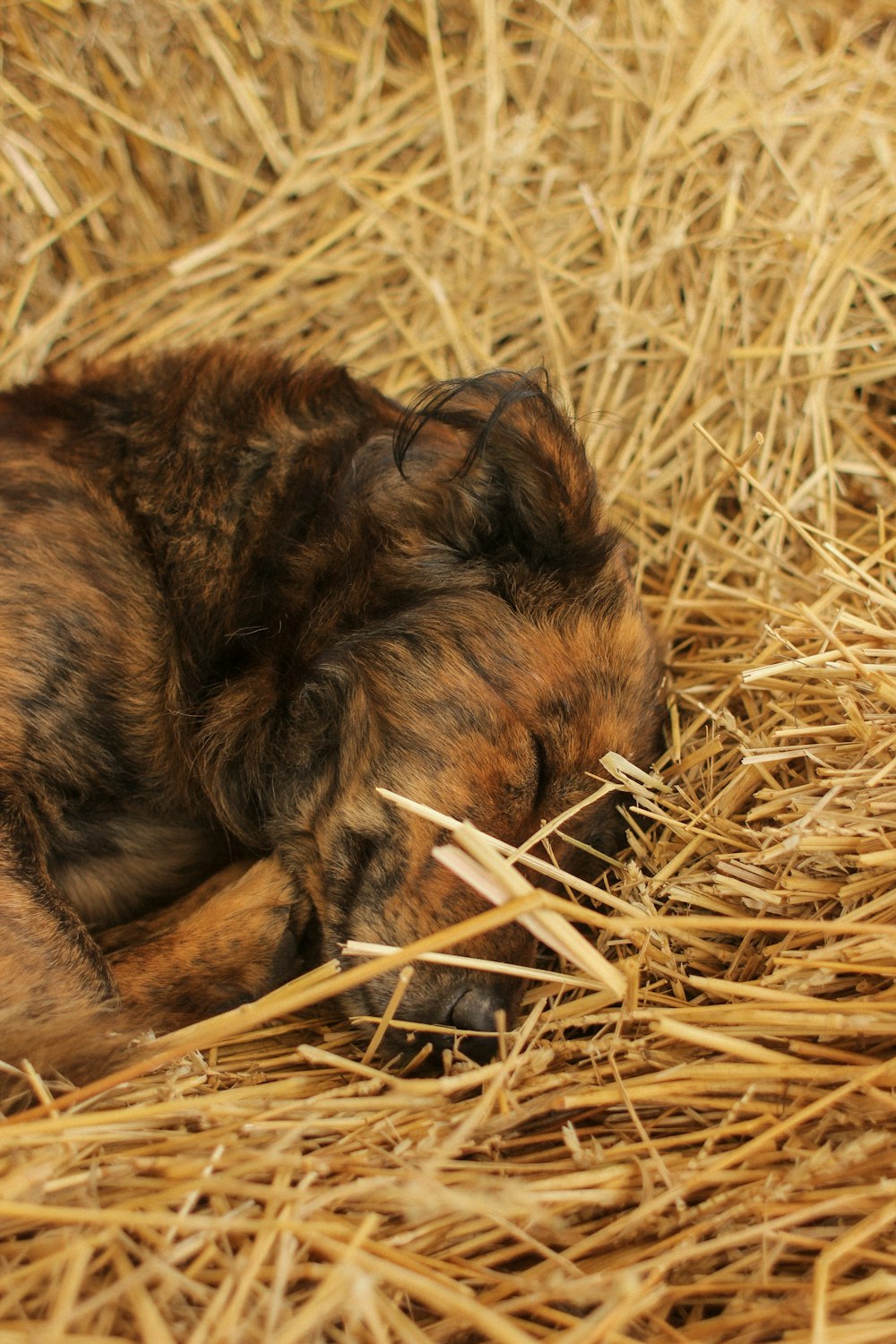 Perro de pelo corto marrón y negro acostado sobre hierba marrón