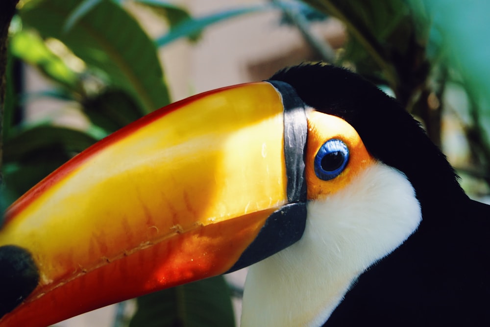 black white and yellow bird