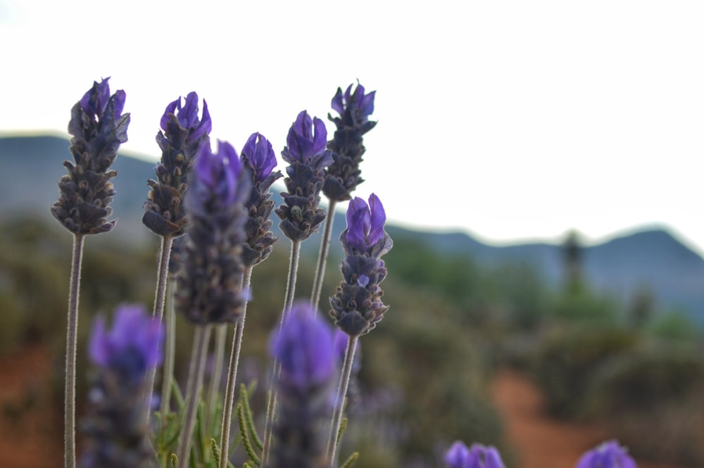 purple flower in tilt shift lens