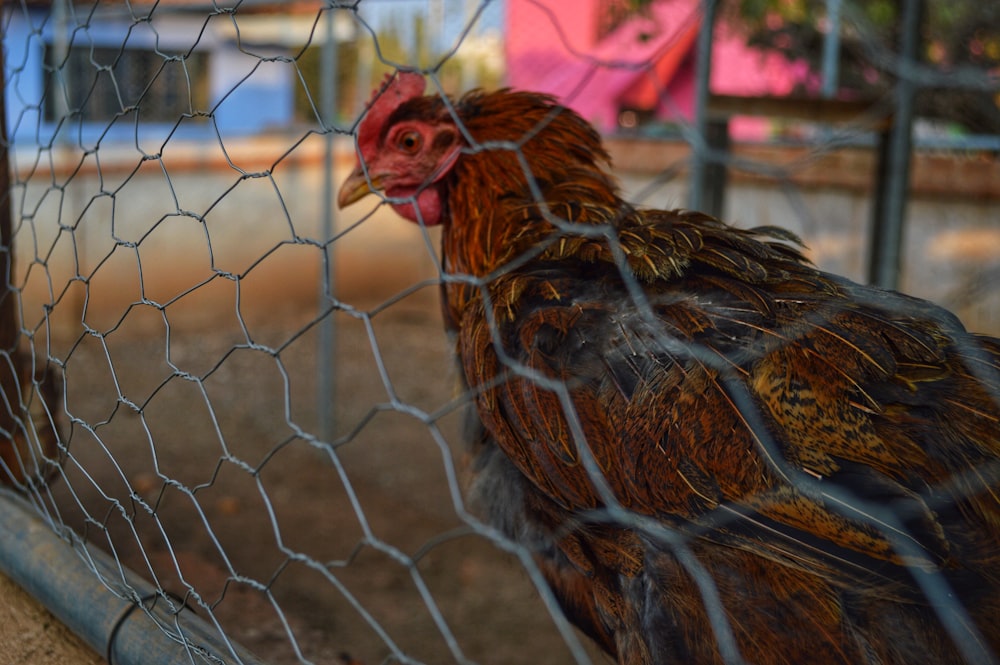 Poulet brun sur cage en métal gris