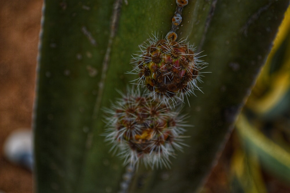 white and brown flower in macro photography