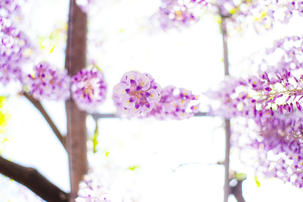 purple flowers on brown wooden fence