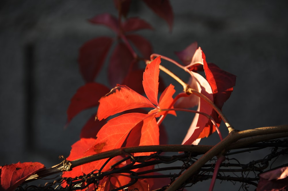 feuilles rouges sur une branche d’arbre brune
