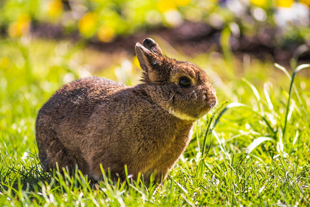 brown rabbit on green grass during daytime