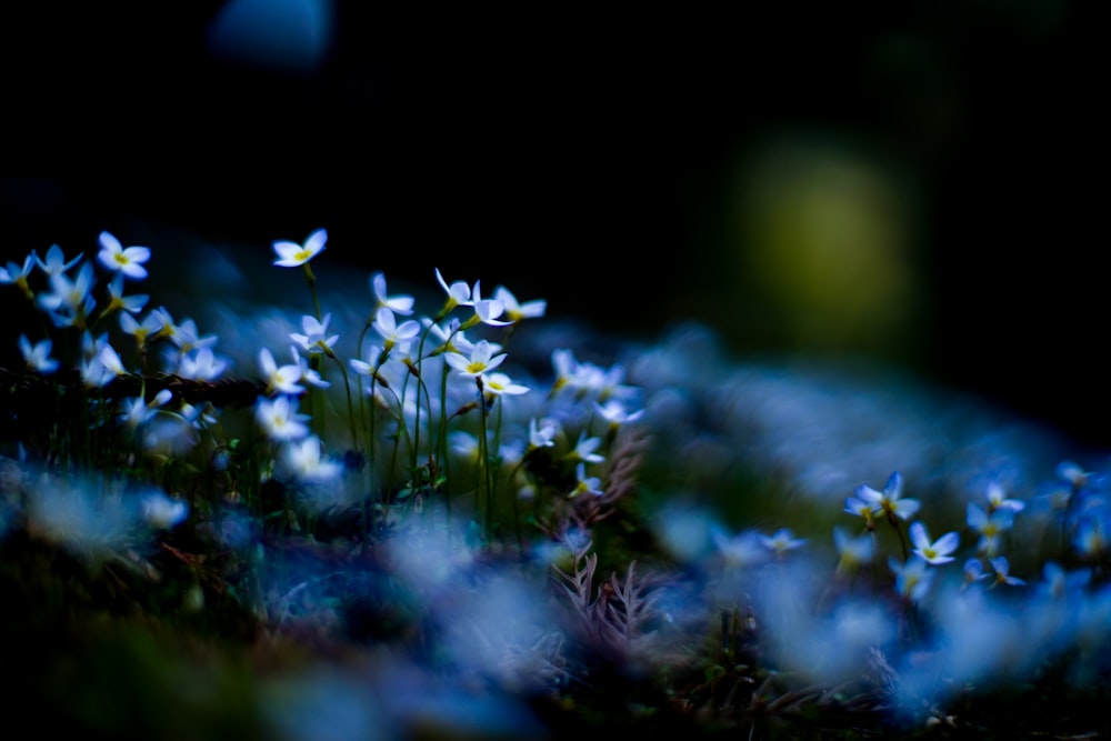 blue flowers in tilt shift lens