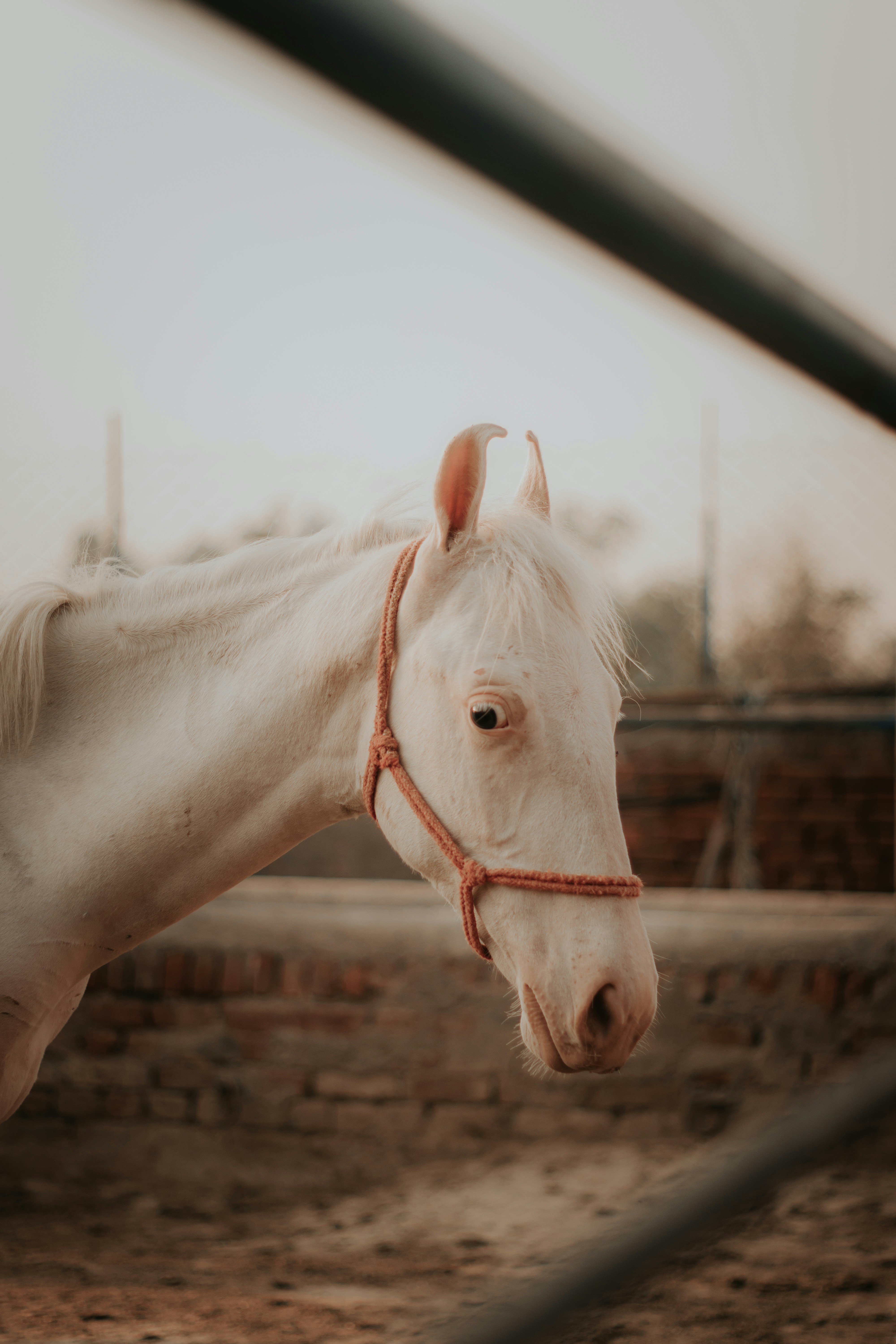 white horse standing on brown soil during daytime