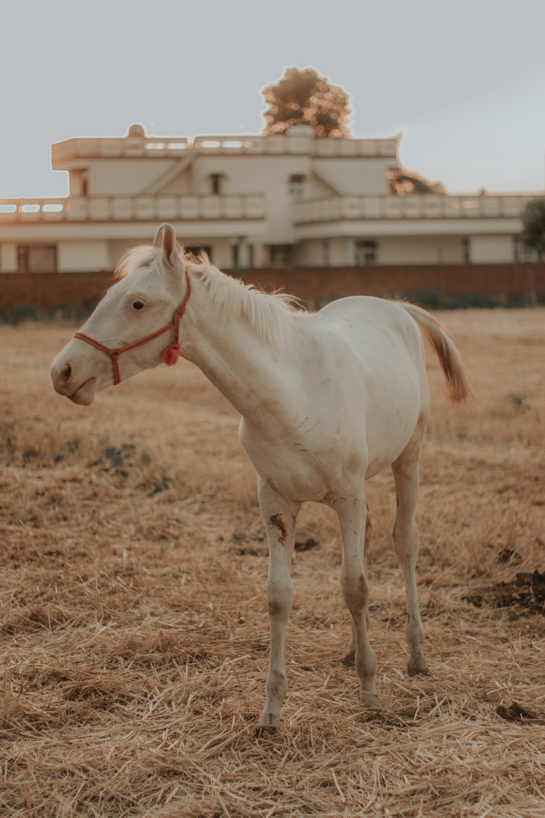 white horse on brown field during daytime