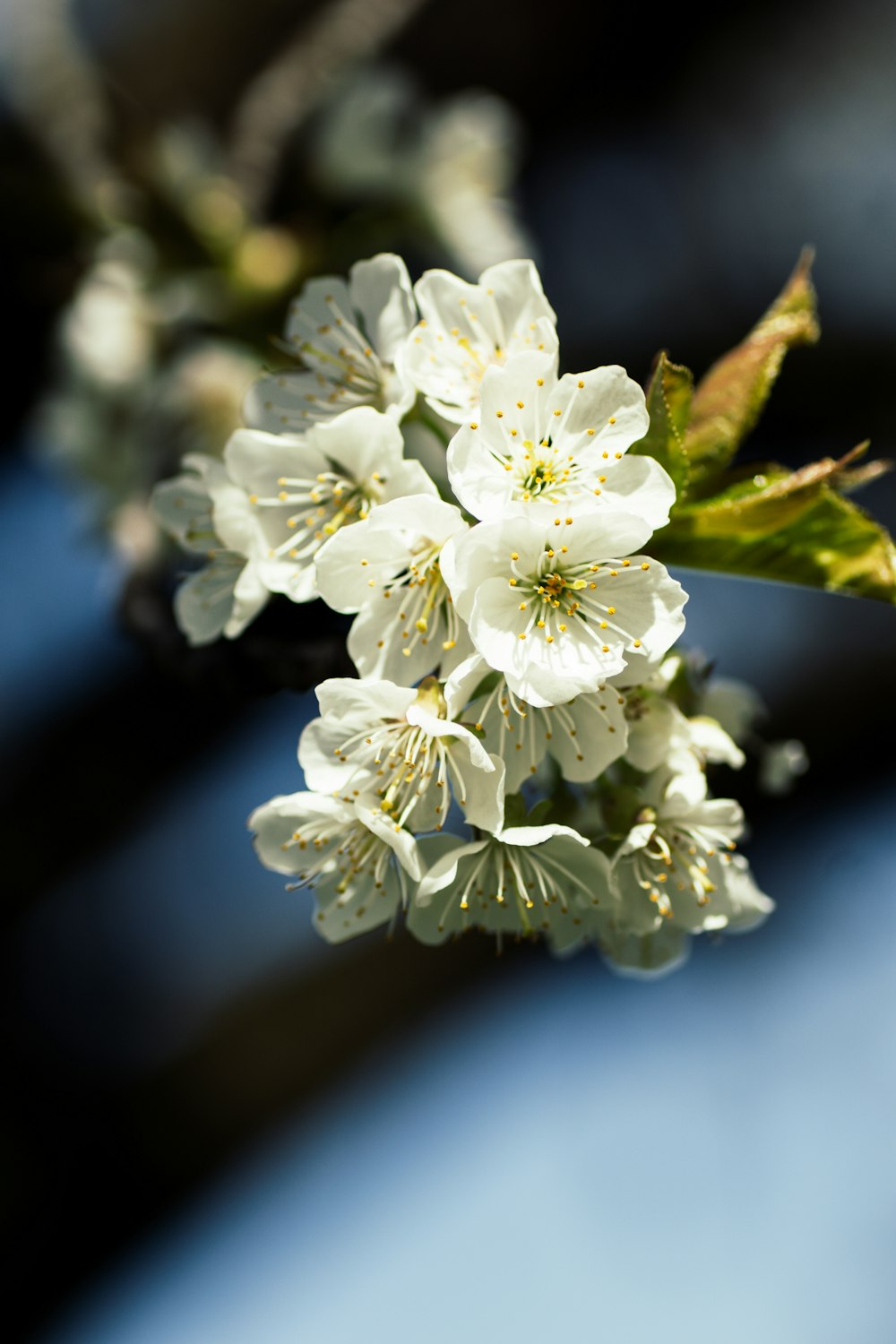 white flowers in tilt shift lens