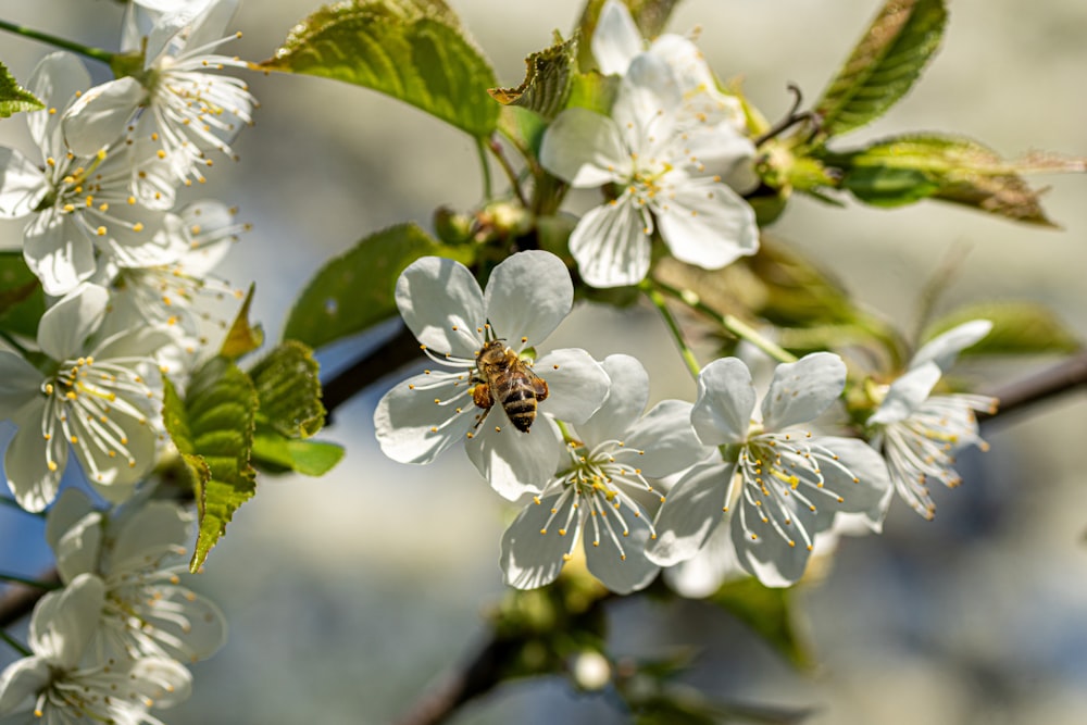 honeybee perched on white flower in close up photography during daytime