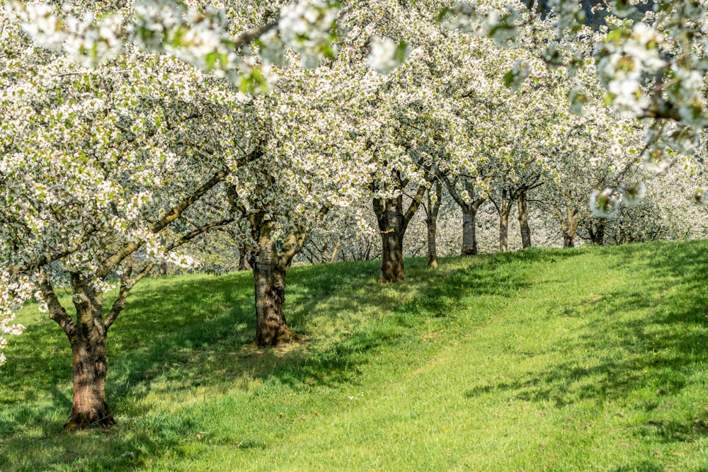 cerisier blanc en fleurs sur un champ d’herbe verte pendant la journée