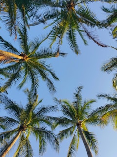 green palm tree under blue sky during daytime