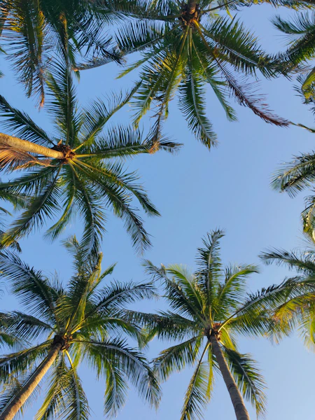 green palm tree under blue sky during daytime