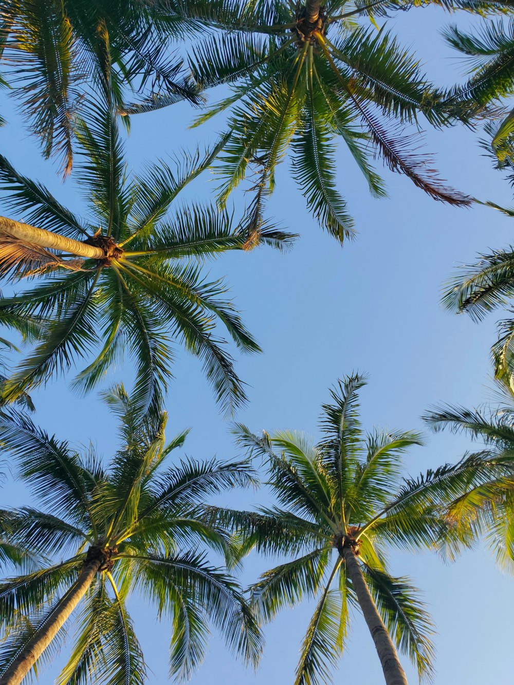 palmier vert sous le ciel bleu pendant la journée