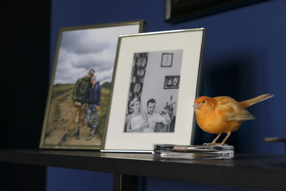 orange bird on white picture frame