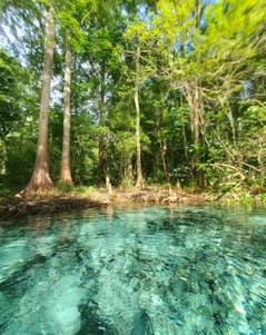 Sunlight sparkling on the clear turquoise waters of Rainbow River surrounded by lush green trees.