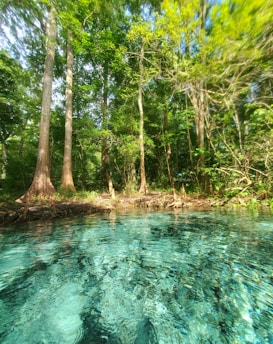 Clear turquoise water surrounded by a lush forest with tall trees and dense green foliage. Sunlight filters through the canopy, illuminating the serene and picturesque scene.