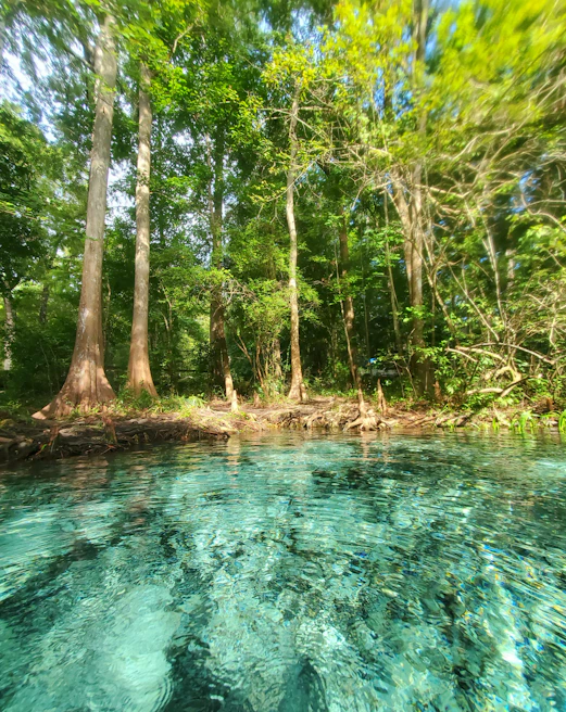 A serene view of a crystal-clear cenote surrounded by lush greenery.