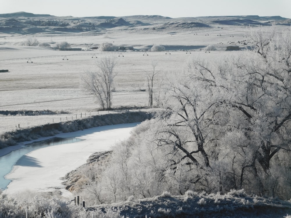 snow covered trees during daytime