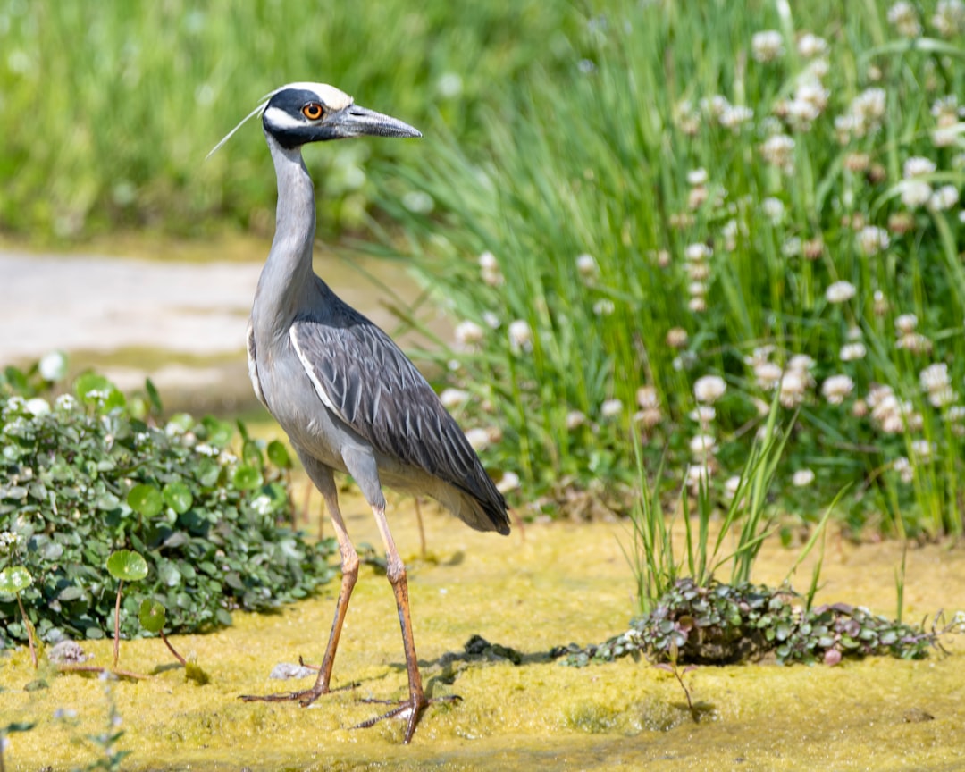 grey heron on brown soil during daytime