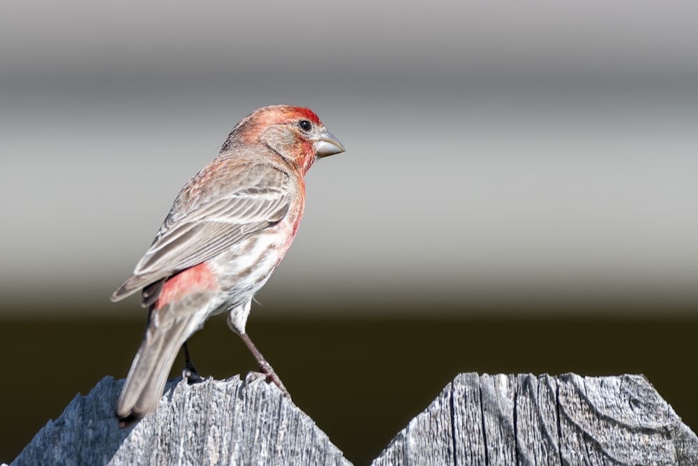 brown and gray bird on brown wooden fence