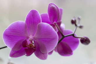 Sculptural deep plum orchid blooms arranged asymmetrically against a muted sage background.