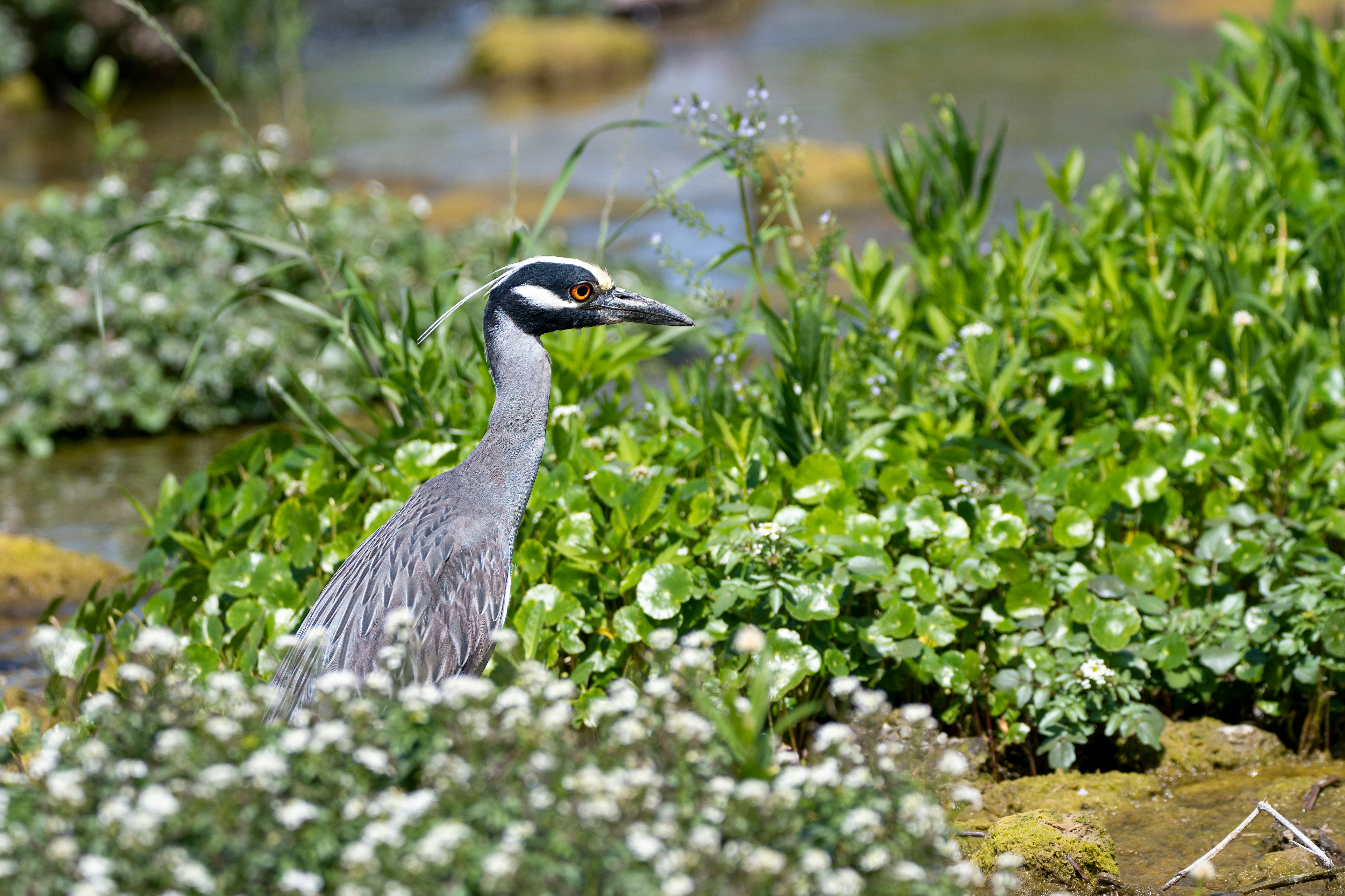 grey and white bird on green plant