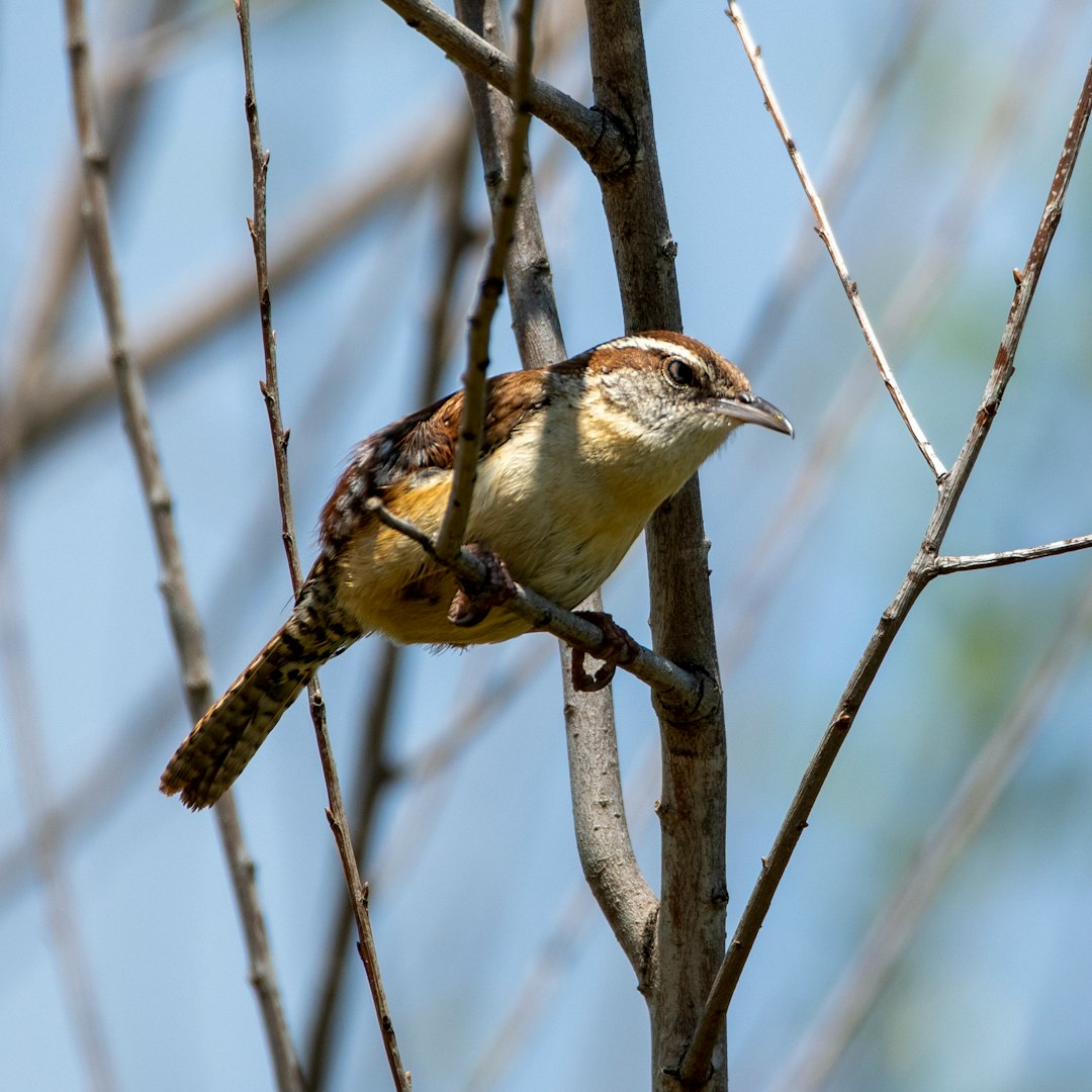 brown and white bird on brown tree branch during daytime