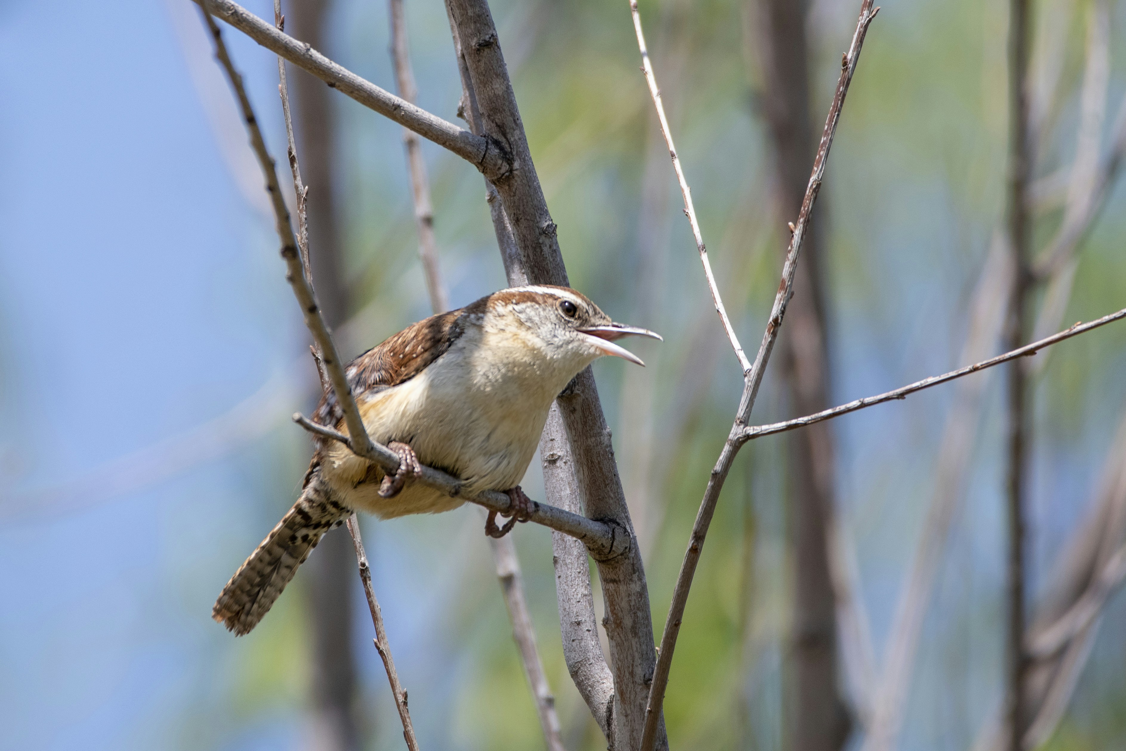 昼間、茶色の木の枝にとまる茶色と白の鳥の写真 – Unsplashの