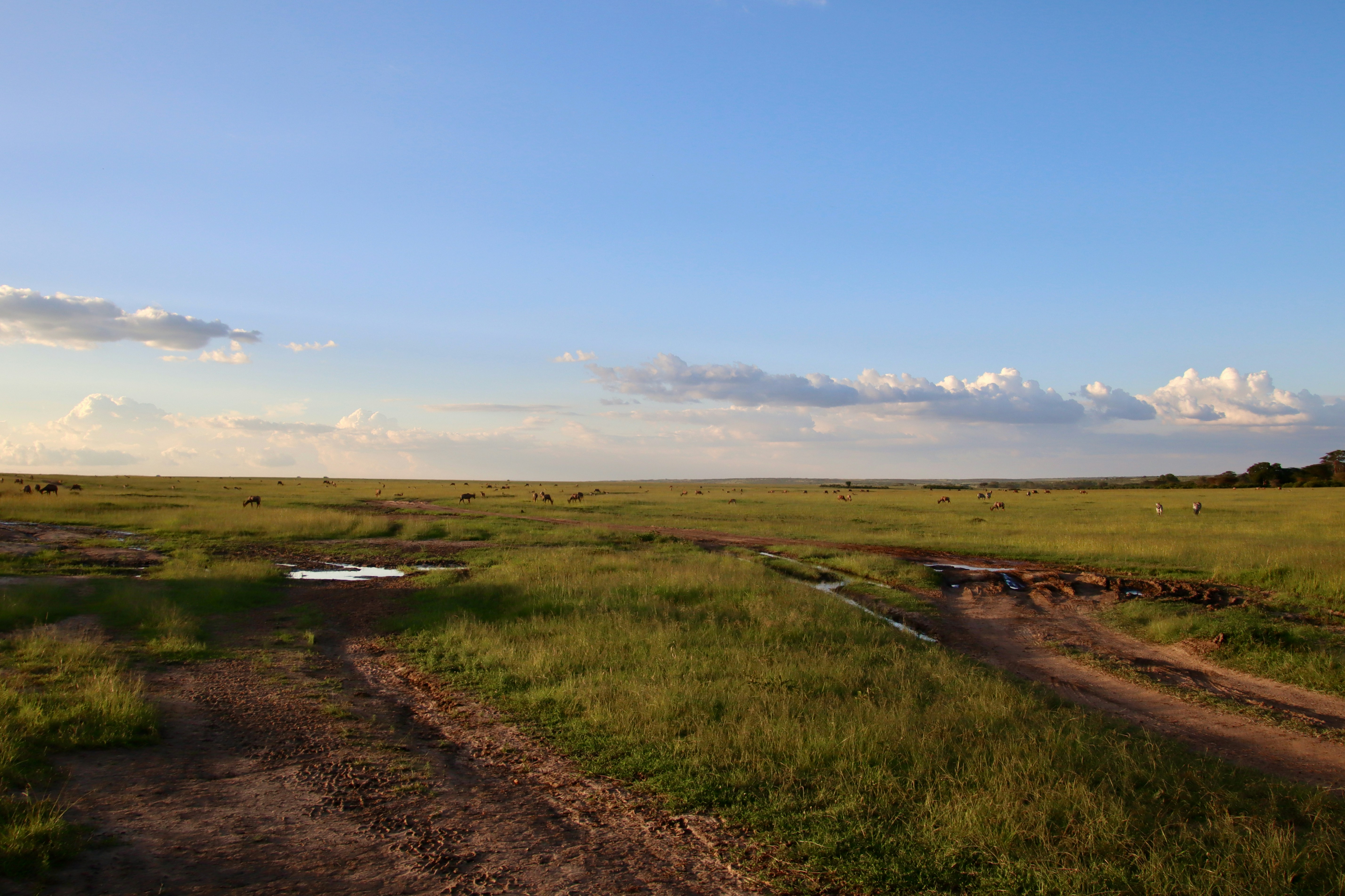 green grass field under blue sky during daytime photo Free Kenya