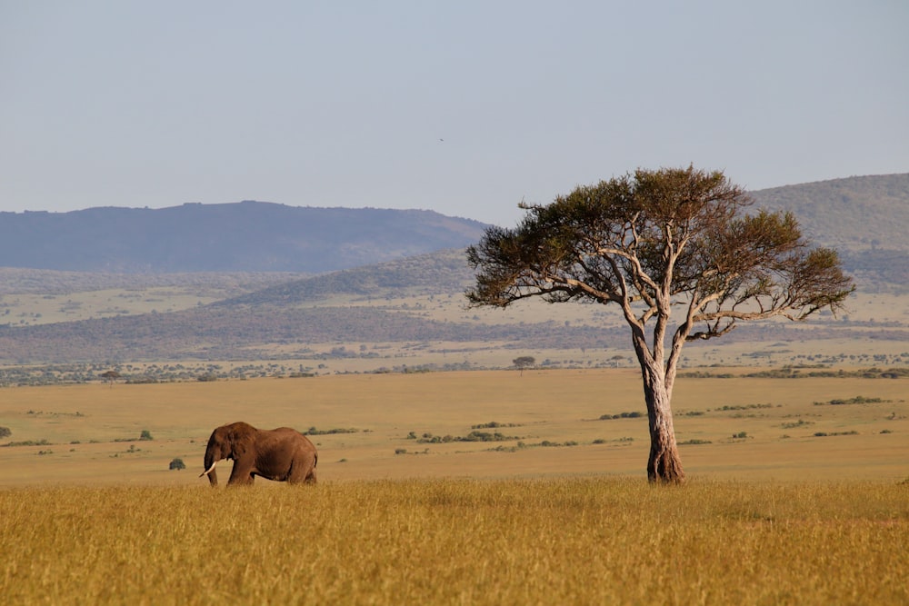 brown elephant and calf on brown grass field during daytime