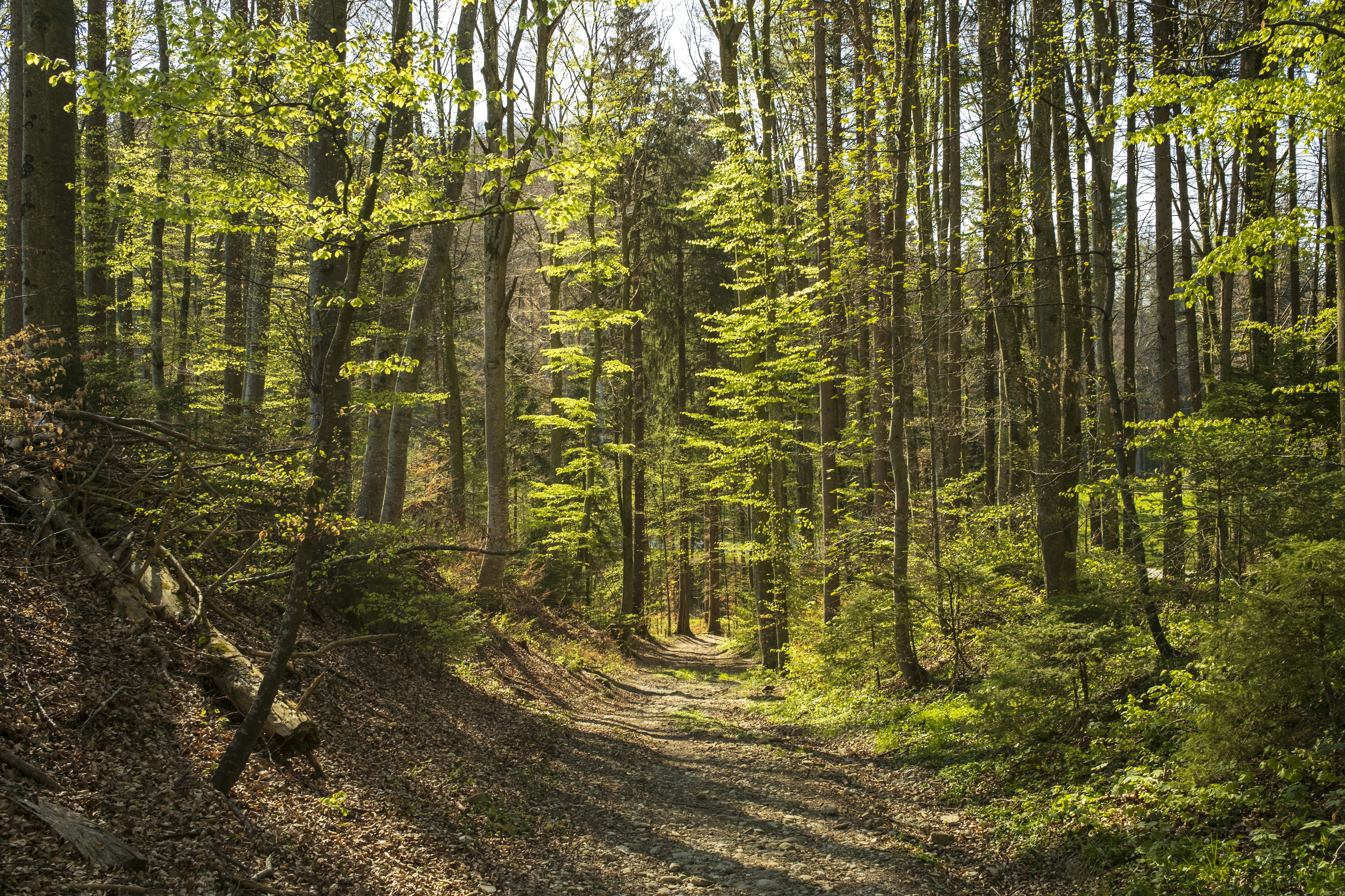 Photo by soniaparani