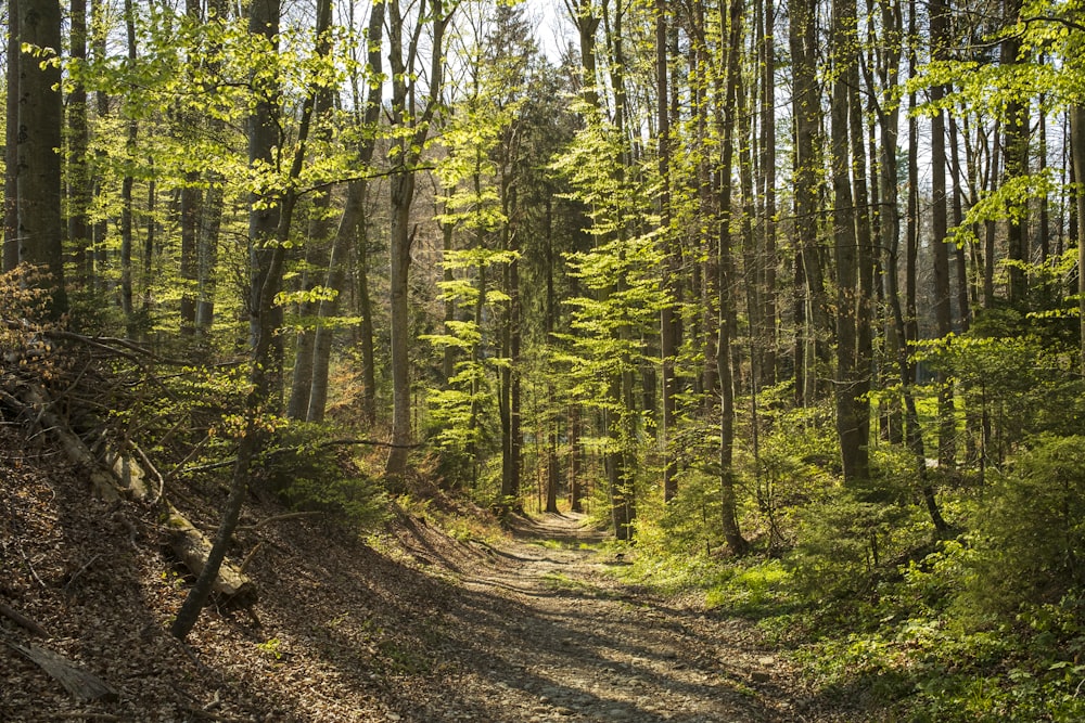 green trees on brown soil