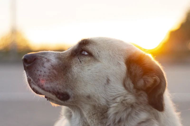 Alan gözlemleyen dikkatli bir Kangal köpeği