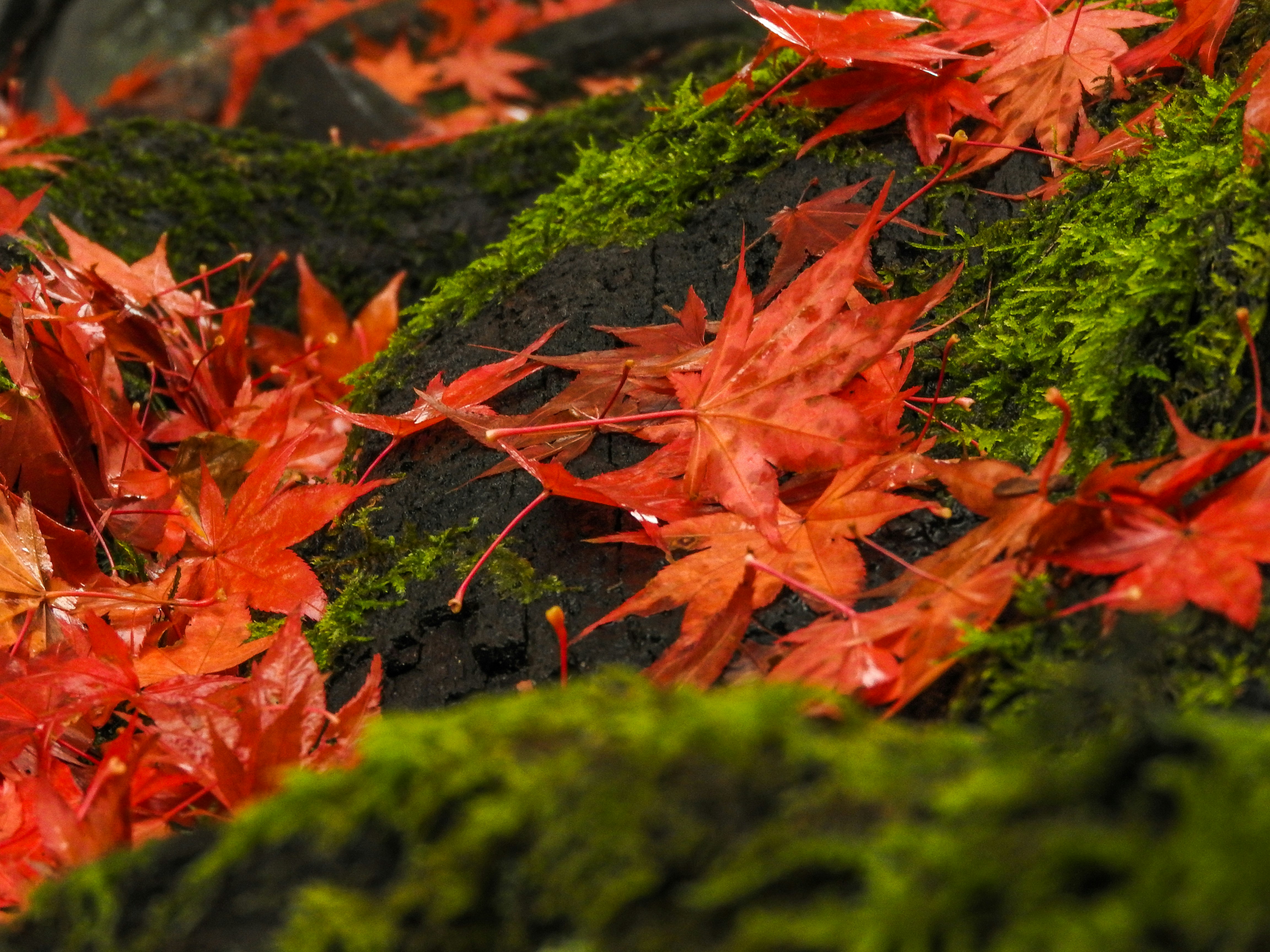 Autumn leaves and outdoor glamping in Japan