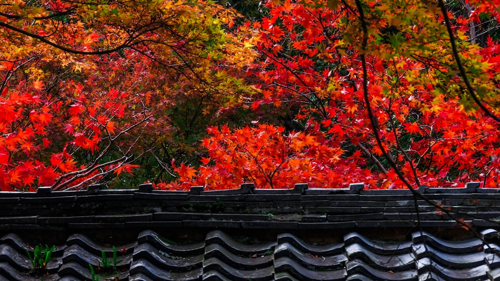 red and yellow maple leaves on roof