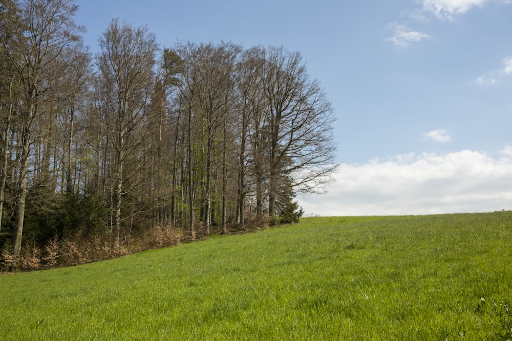 leafless trees on green grass field under blue sky during daytime